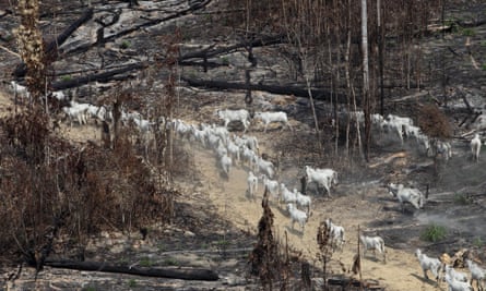 Cattle walk along an illegally burned area in Pará state, Brazil.