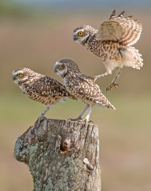 Uma coruja atrevida pula nas costas de um de seus irmãos enquanto todos tentam caber no toco de uma árvore no Parque Nacional da Lagoa do Peixe, no Rio Grande do Sul, Brasil