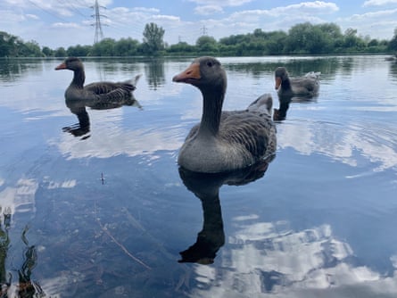 Close up of three geese floating on a pond