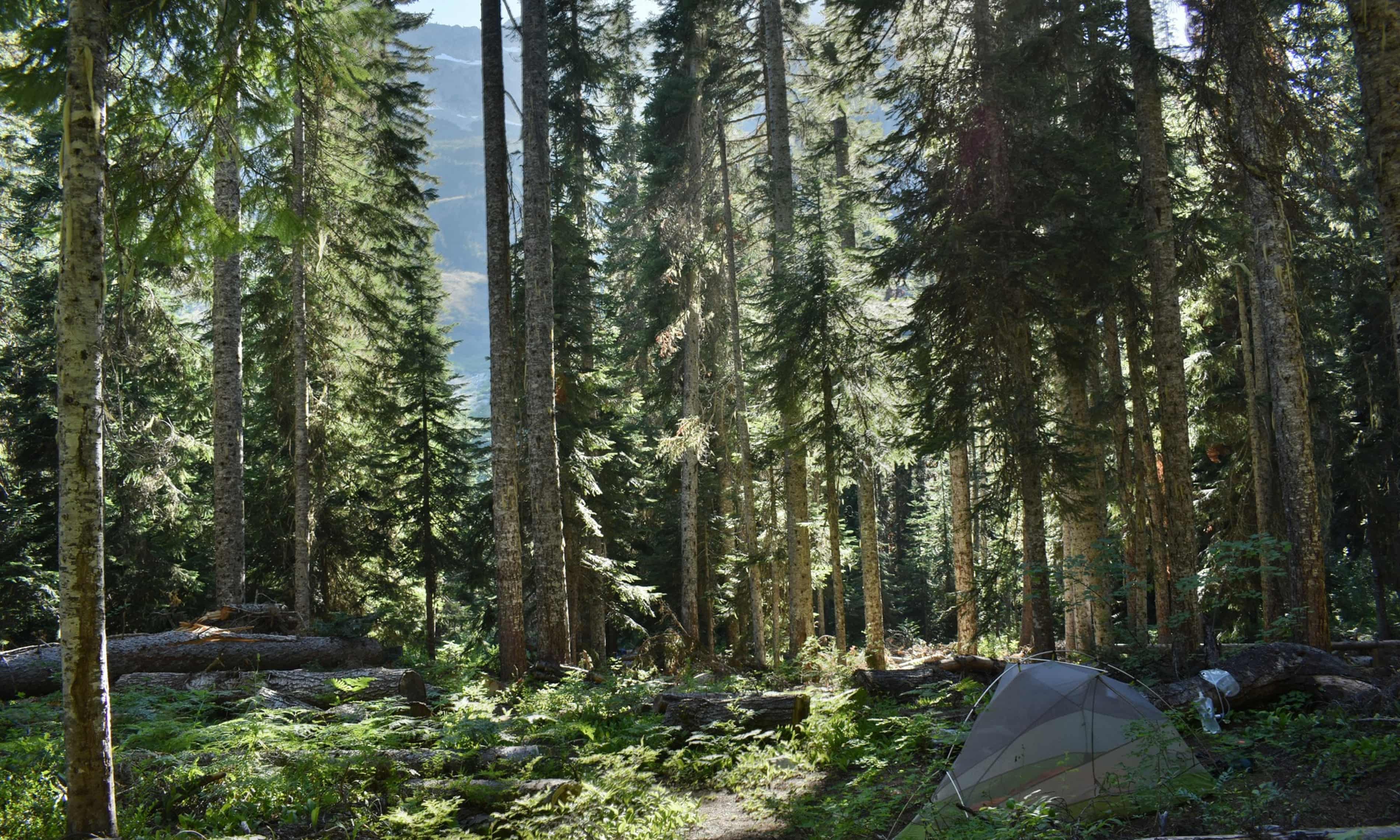 Man survives monthlong ordeal in US park on a mushroom, berries and water (theguardian.com)