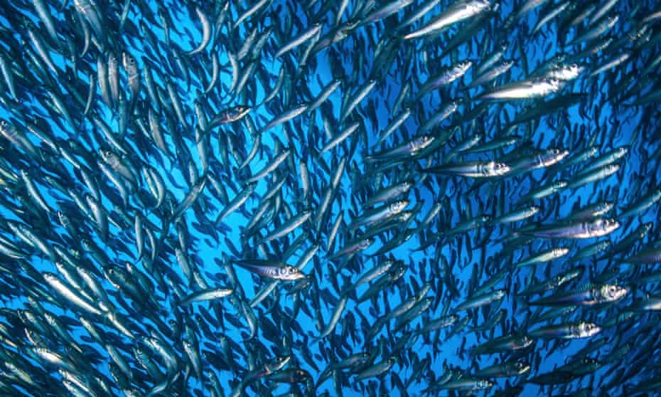 A huge school of anchovies under the California oil rigs, Southern California.