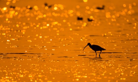 Silhouette of a Eurasian curlew