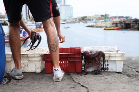A man holds a small octopus in one hand above three crates. Another octopus can be seen on the edge of one of the crates. The sea is in the background.