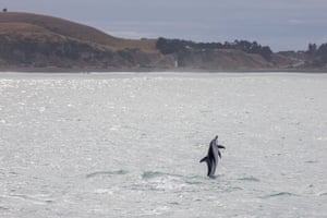 Um golfinho Dusky salta da água na baía de Kaikoura, na península de Kaikoura, Ilha do Sul, Nova Zelândia