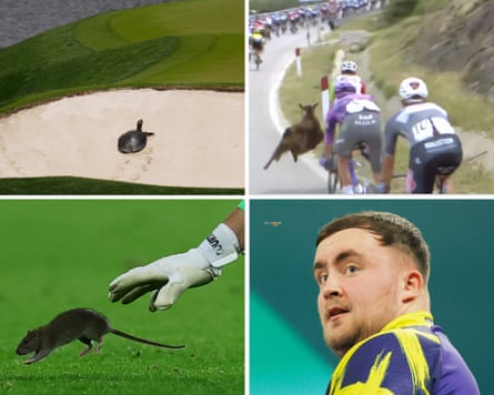 A turtle crawls in the bunker on the 14th hole during a practice round for the PGA Championship golf tournament at the Quail Hollow Club, Giro d’Italia drama as goat breaks free and hurls itself at oncoming rider Dion Smith on Stage 3 in Albania, Luke Littler spots a wasp flying his way as he gives an interview on stage, Belgium’s Thibaut Courtois tries to catch a rat that ran onto the pitch during the match against Wales.