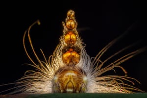 A glowing caterpillar at night