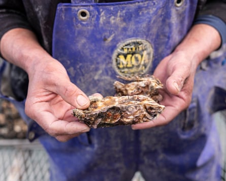 A man’s hands holding an oyster.