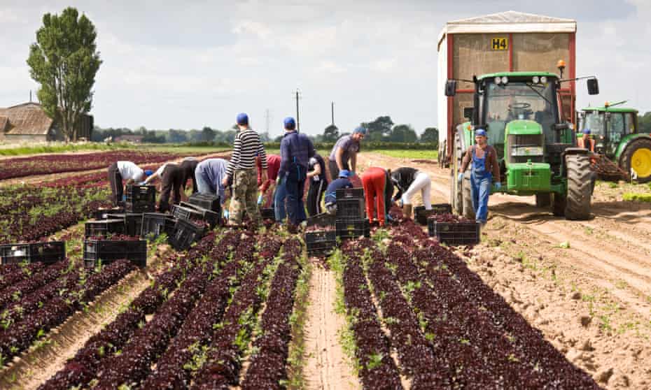 Foreign workers harvesting lettuce in the Lincolnshire Fens.