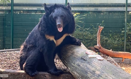 Yampil the bear from Ukraine is being relocated to Five Sisters zoo, West Lothian