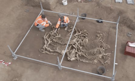 Overhead view of people working on horse skeletons