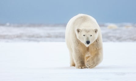 The Arctic national wildlife refuge is the prime denning area for the Beaufort Sea population of polar bears.