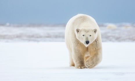 A polar bear. Fatal polar bear attacks have been rare in Alaska’s recent history.