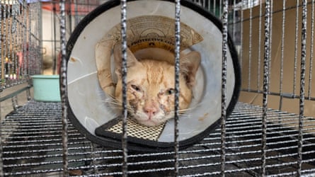 A cat in a cage with a neck brace