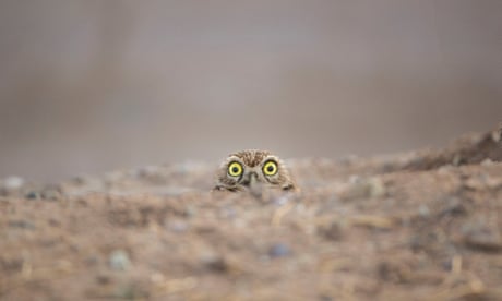 Comedy Wildlife Photography Awards - in pictures