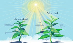 Genetically modified plants are better able to make use of the limited sunlight available when their leaves go into the shade, researchers report.
