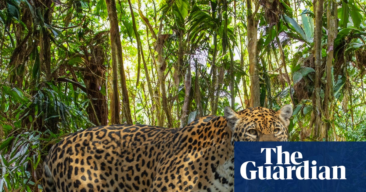 We're winning a battle': Mexico's jaguar numbers up 30% in conservation drive