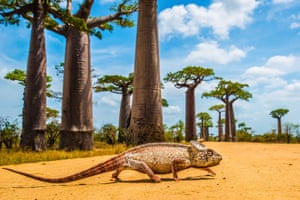 A Malagasy giant chameleon crosses the road beneath baobab trees