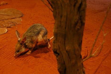 The endangered Greater Bilby at Taronga Zoo during the release Australia’s Threatened Species Action Plan.