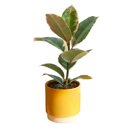 Bloom & Wild The Rubber Plant