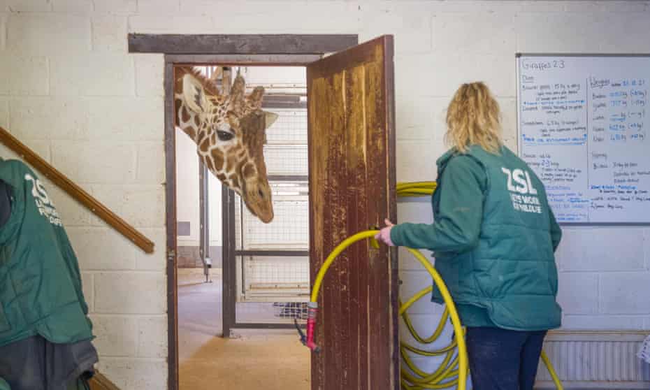 Bashu is the name of the male reticulated giraffe who was having the pedicure