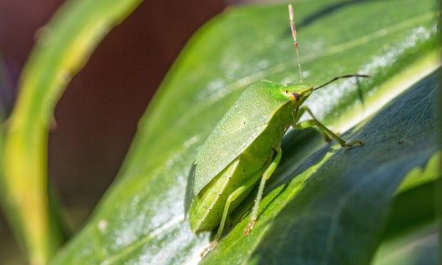 A southern green shield bug.