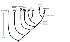 Primate evolutionary relationships.