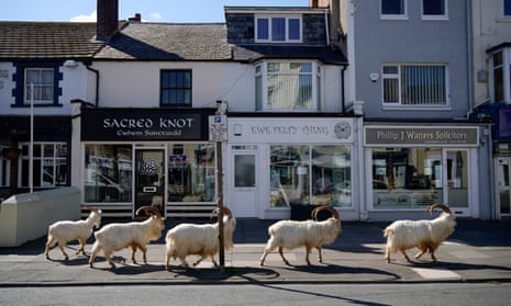 Mountain goats roam the streets of Llandudno on 31 March. They normally live on the rocky Great Orme but are occasional visitors to the seaside town, drawn this time, it is thought, by the lack of people and tourists due to Covid-19.