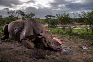 Resultado de imagen de wildlife photographer of the year