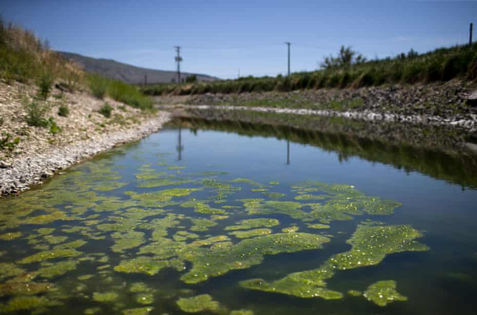 Shallow, stagnant water lines the 'A Canal' in Klamath Falls, Oregon, on Tuesday.