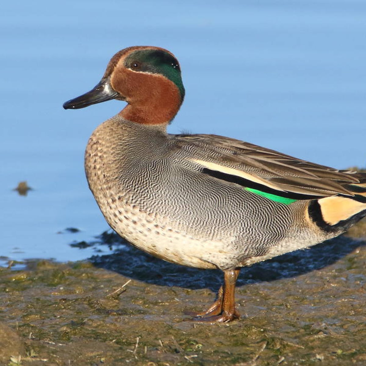 Blue Teal Duck