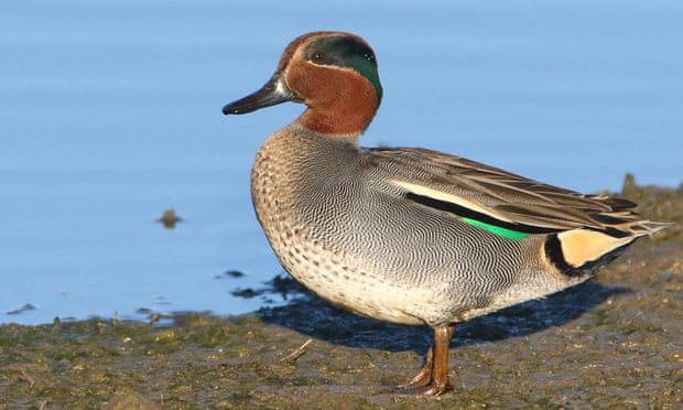 Crossword roundup: PG Wodehouse and lots of ducks ...