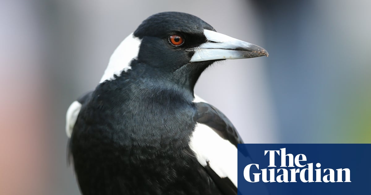 A magpie can recognise you – and four other fun facts about Australia’s most often-spotted bird