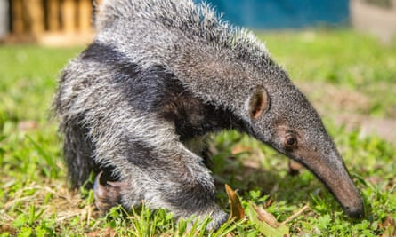 A giant anteater at a Rewilding Argentina sanctuary