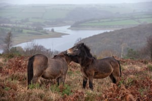 Exmoor ponies on Haddon Hill above Wimbleball Lake in Exmoor national park, UK