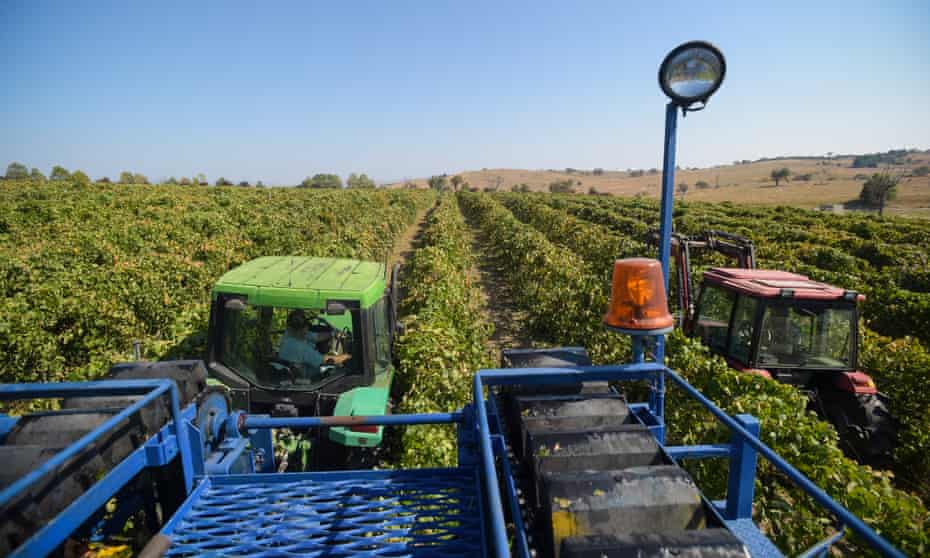 A worker drives a mechanical wine harvester through a vineyard outside Canberra