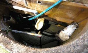 Smelly septic tank australia