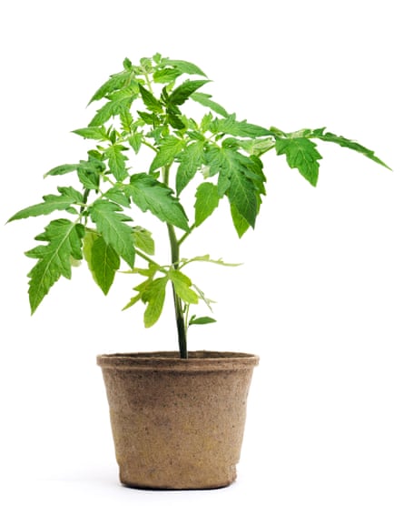 A young tomato plant almost ready to grow on.