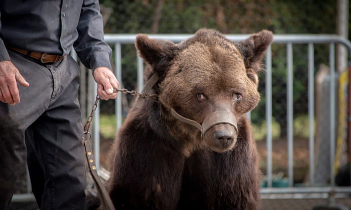 France bans wild circus animals and mink farms, but not bullfighting |  France | The Guardian