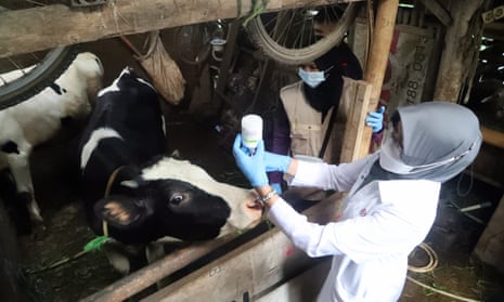 A veterinarian prepares a dose of the foot-and-mouth vaccine at a farm in Bogor, West Java, Indonesia, 29 June 2022. 