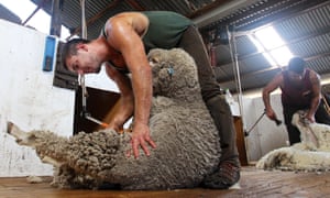 Shearers at Meadowlea Sheep Station in Kangaroo Island, Australia