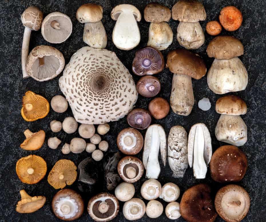 The forager&#39;s code: wild mushroom hunters urged to take a conscious,  conservative approach | Foraging | The Guardian