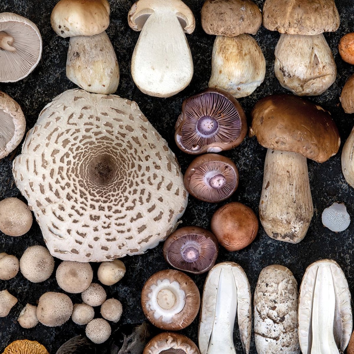 the forager s code wild mushroom hunters urged to take a conscious conservative approach foraging the guardian