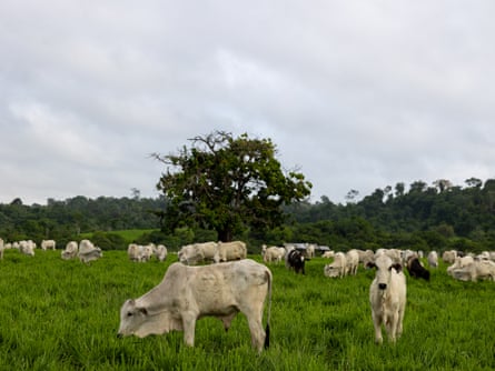 Gado zebu pastando em uma clareira na floresta