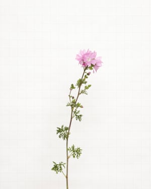Musk Mallow wildflower fotografado por Kathryn Martin