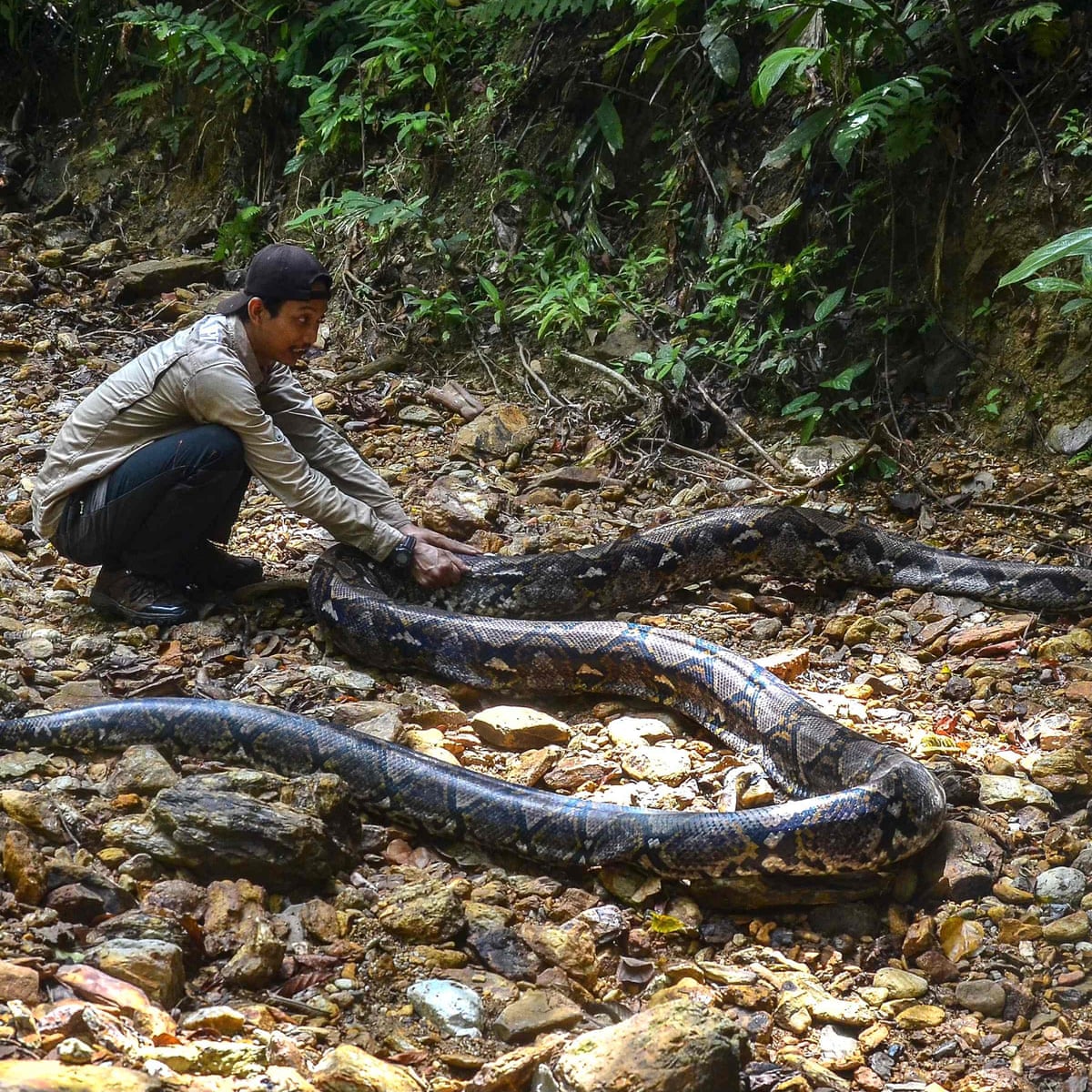 Python swallows woman at plantation in Indonesia | Indonesia | The Guardian