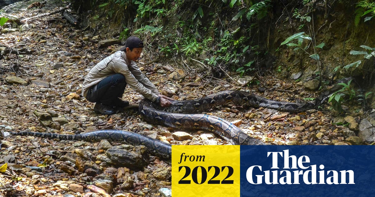 Python swallows woman at plantation in Indonesia | Indonesia | The Guardian