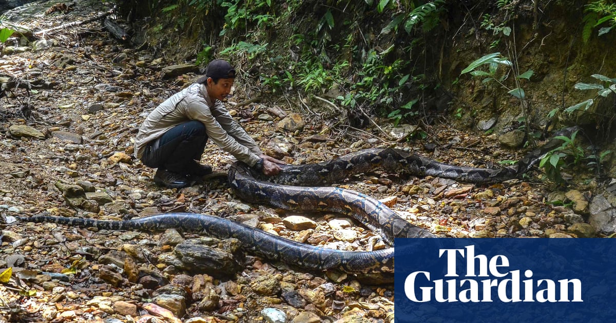 Python Eating Human Video