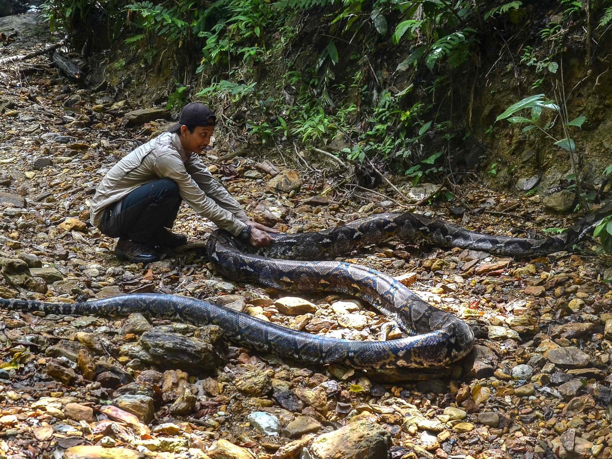 Worlds Largest Snake Found Dead Over 50 Feet Worlds largest snake found dead over 50 feet