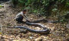 Python swallows woman at plantation in Indonesia
