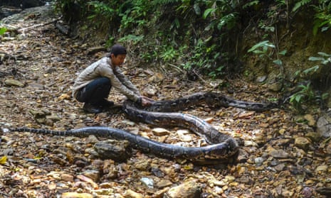 File photo of a 9-metre python near a village in Kampar, Indonesia